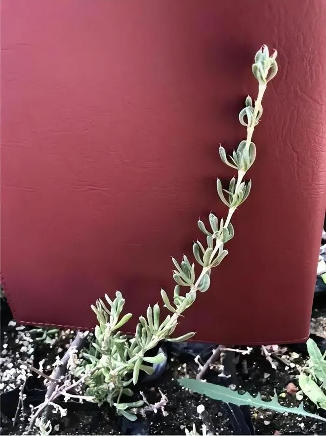 无技术支持！业内专家没成功内蒙古“乡土专家”成功35万棵